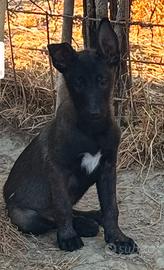 Pastore belga Malinois carbonati