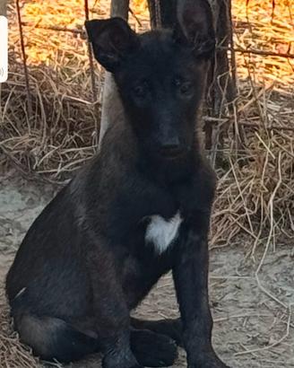 Pastore belga Malinois carbonati