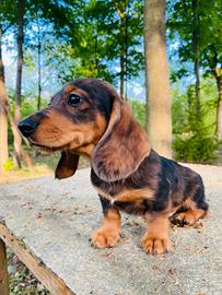 Bassotto nano Arlecchino