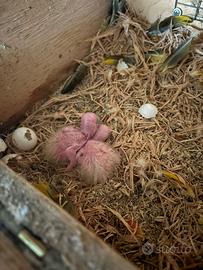 Conuri del sole da imbecco