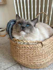 Gatto Ragdoll per accoppiamenti/monte