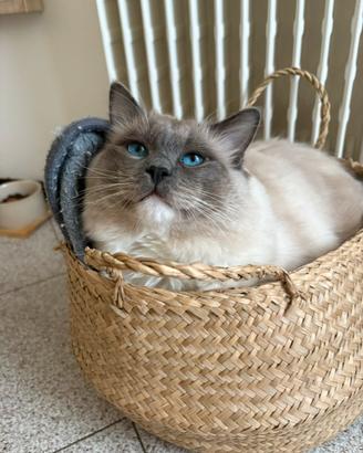 Gatto Ragdoll per accoppiamenti/monte