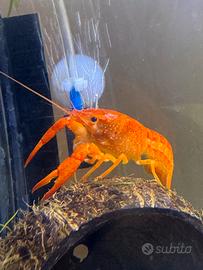 Procambarus Alleni Orange