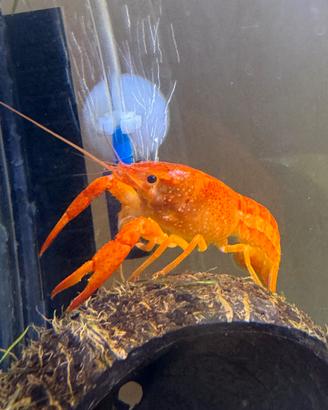 Procambarus Alleni Orange
