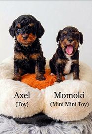 Barboncino Toy e mini maschietti