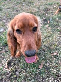 Maschio Cocker per monta