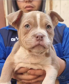 American bully cucciola trililac