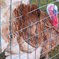 Tacchino maschio "Rosso di Borbone"