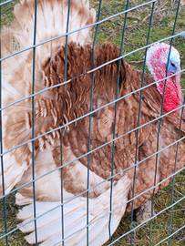 Tacchino maschio "Rosso di Borbone"