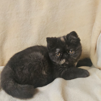 Cucciola di exotic shorthair