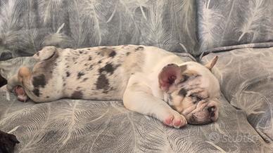 bulldog francese esotico