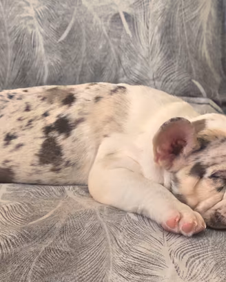 bulldog francese esotico