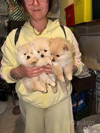 Spitz di Pomerania