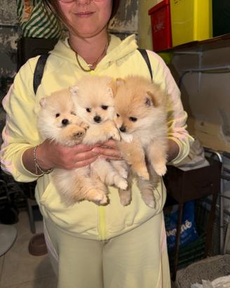 Spitz di Pomerania