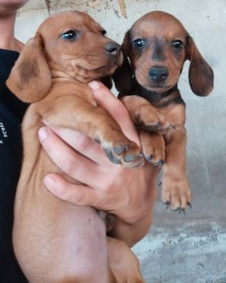 Cuccioli di bassotto maschi
