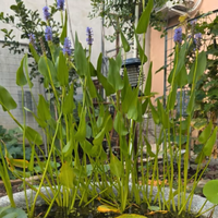 Pontederia cordata fiore viola La Pontederia corda