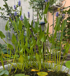 Pontederia cordata fiore viola La Pontederia corda