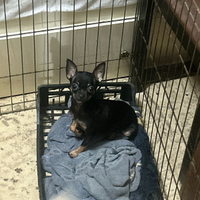 Chihuahua di un anno