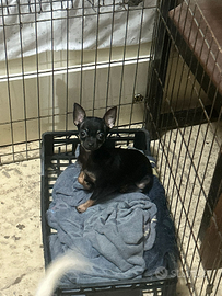 Chihuahua di un anno