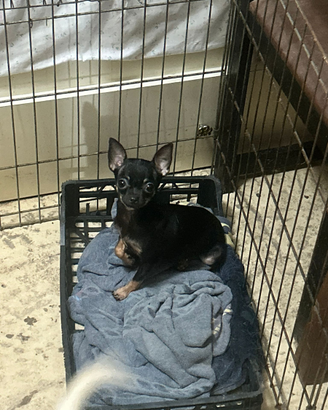 Chihuahua di un anno