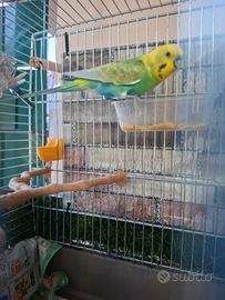 Coppia cocorite