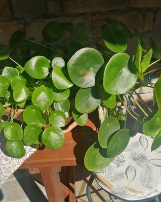pianta perenne denominata pianta dei soldi