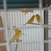 Canarini gialli novelli