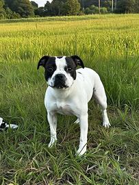 Staffordshire Bull Terrier femmina