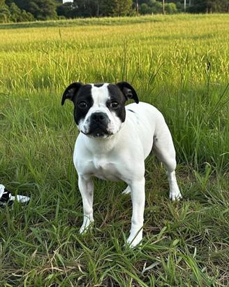 Staffordshire Bull Terrier femmina