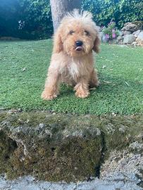 Maltipoo cucciolo maschio