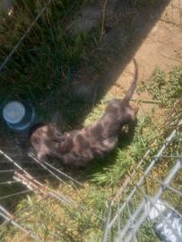 Bassotto silver arlecchino