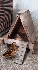Casetta in legno per Oche e Anatre
