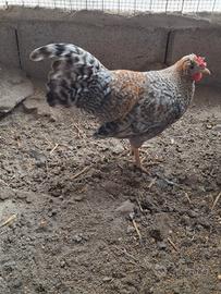 Gallo legbar