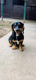 Cagnolina  meticcia