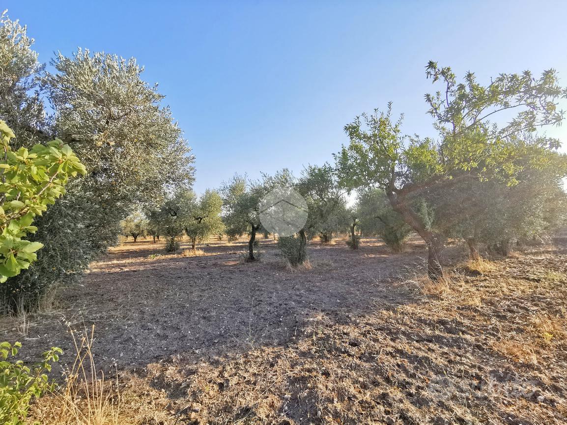 TER. AGRICOLO A LUCERA - Altro