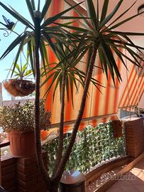 pianta ornamentale Yucca