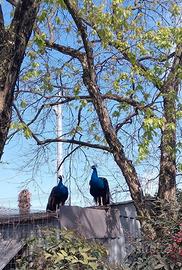 2 pavoni maschi novelli