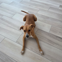 Cane di casa, taglia media