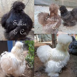 Moroseta americana SILKIE per incubatrice