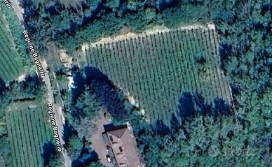 Vigneto 5.000 mq - Moscato - Strevi (AL)