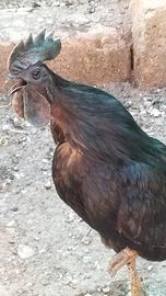 Coppia CEMANI
