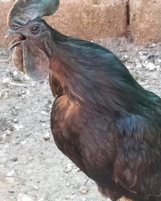 Coppia CEMANI