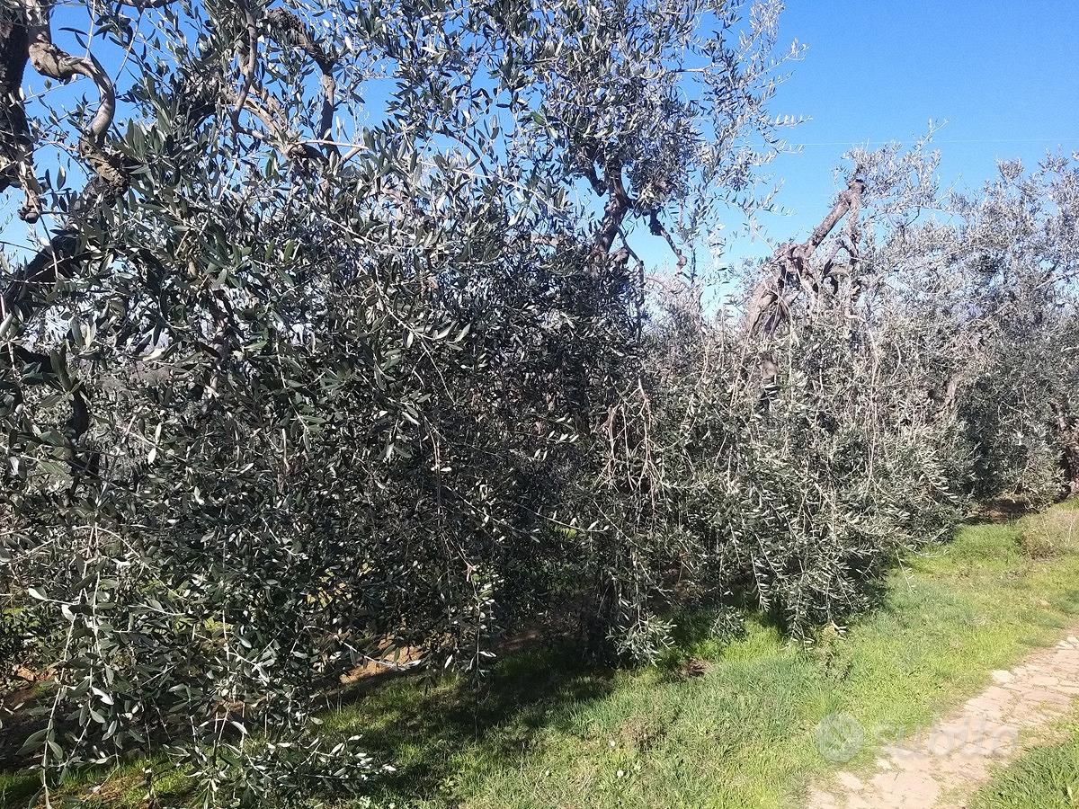 Terreno Agricolo Montelupo Fiorentino [1/0262VCG] - Altro