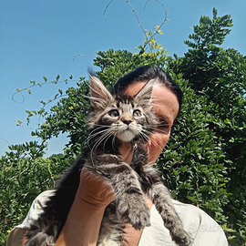 Cucciola di Maine Coon