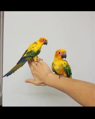 Pappagalli conuro del sole