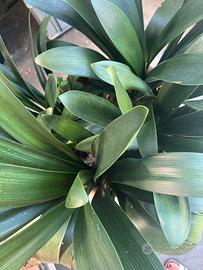 Clivia