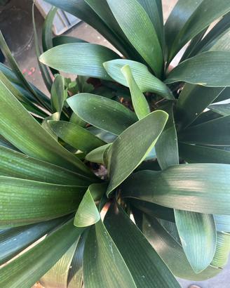 Clivia