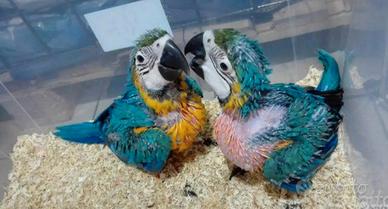 Ara Ararauna,Cenerini,Amazzoni,Ecletti,Cacatua