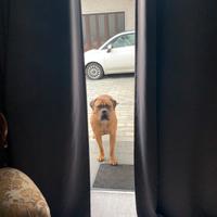 Regali cani corso