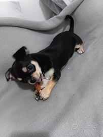 Chiwawa pura